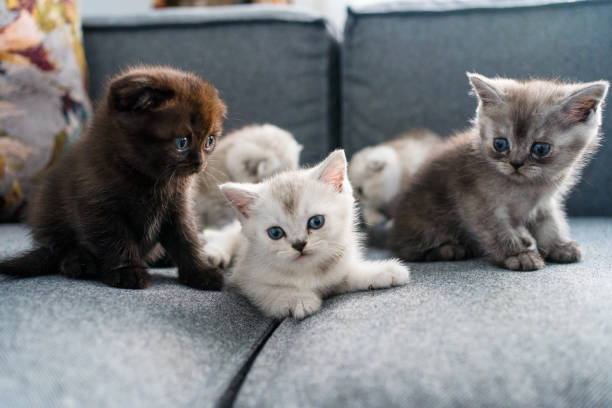 istock British shorthairs kitten cat  playing 1317970699