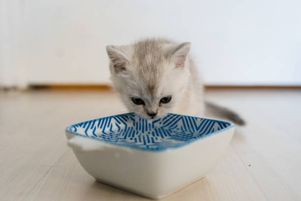 istock British shorthairs kitten cat 1317970706