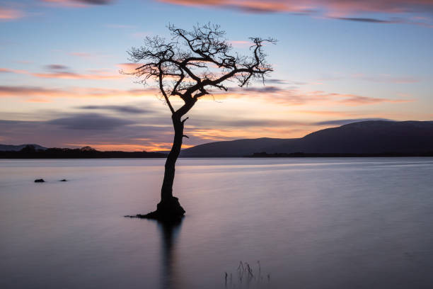 istock Lone Tree at Milarrochy Bay Loch Lomond 1317970735