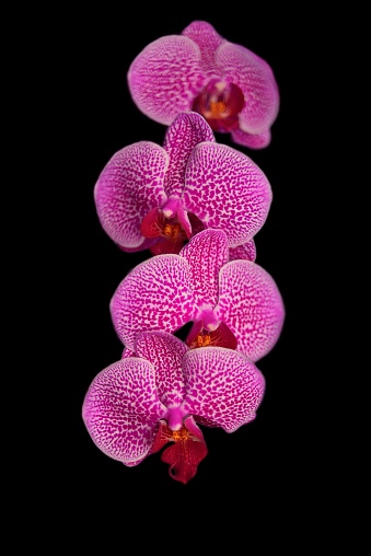A row of orchid blossoms isolated on black background