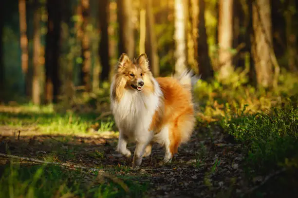 Happy dog in a forest. Shetland sheepdog - sheltie at sunset