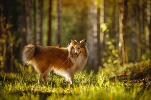 istock Shetland sheepdog with a stick in teeth. Dog at forest background. 1317972077