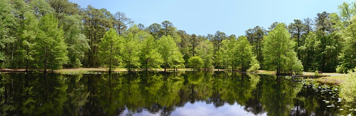 Tree by river with green reeds calm peaceful scene with blue sky