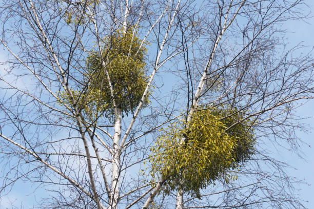 istock Mistletoe on birch. Tree top after winter. Viscum parasite on white birch. 1317973223