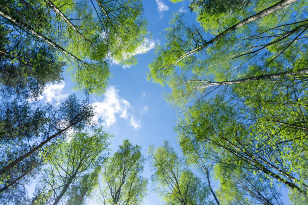 istock Looking up through the treetops. Beautiful natural frame of foliage against the sky. Copy space.Green leaves of a tree against the blue sky. Sun soft light through the green foliage of the tree. 1317974792