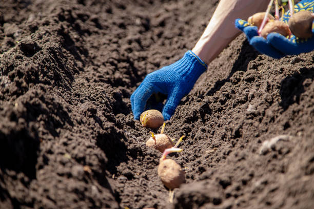 istock man planting potatoes in the ground selective focus 1317974905