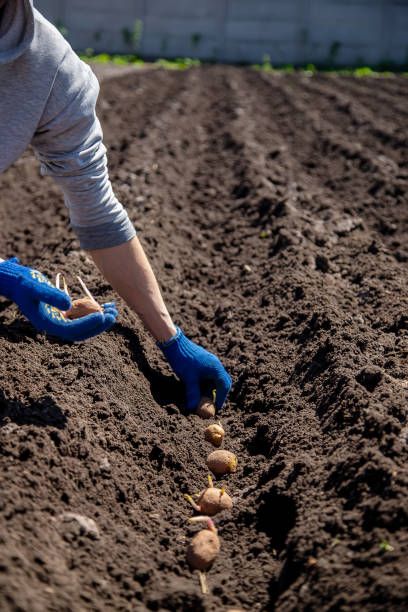 istock man planting potatoes in the ground selective focus 1317974911