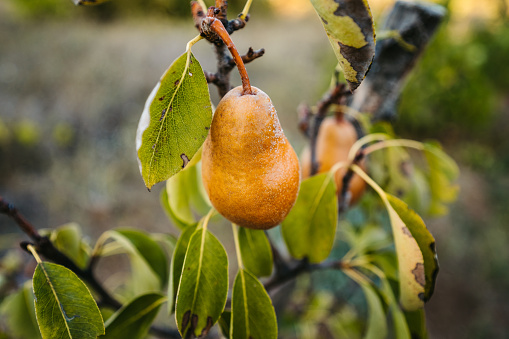 Natural pears on a tree.