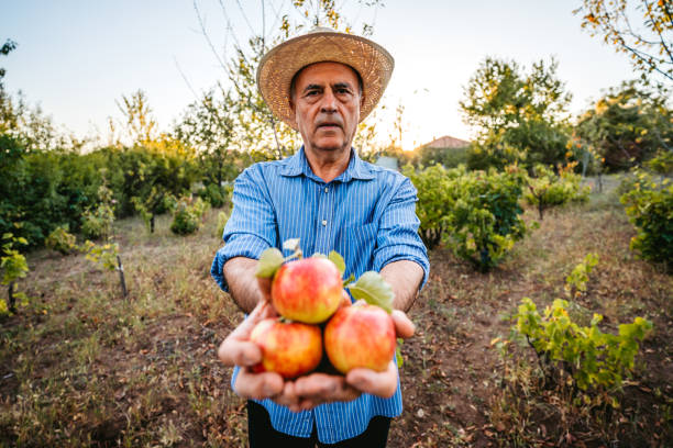 istock Senior man harvesting apples 1317975114