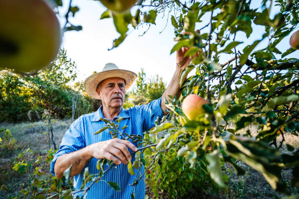 istock Senior man harvesting apples 1317975231