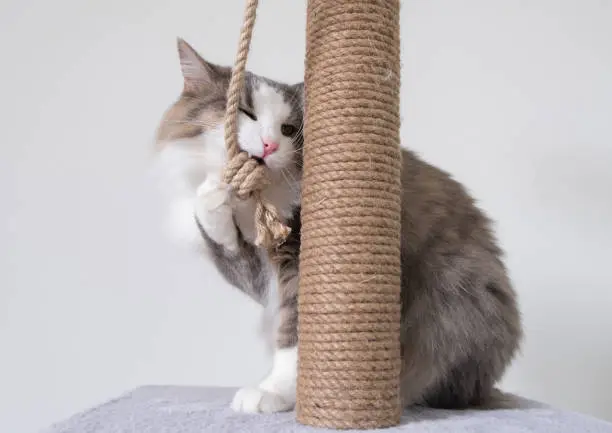 Photo of A gray cat with a white muzzle sits on a scratching post. Cozy cat house with a toy on a white background.