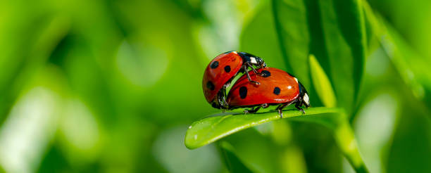 istock Ladybird on a leaf. Close-up Of Ladybugs Mating in springtime on green leaf 1317976022