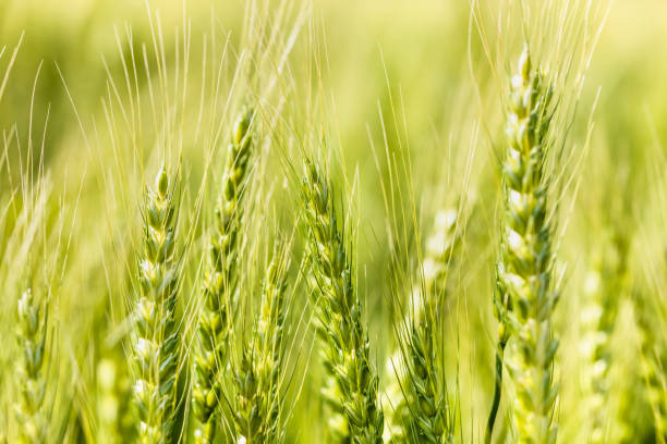 istock Fresh wheat with beautiful fresh green 1317976075