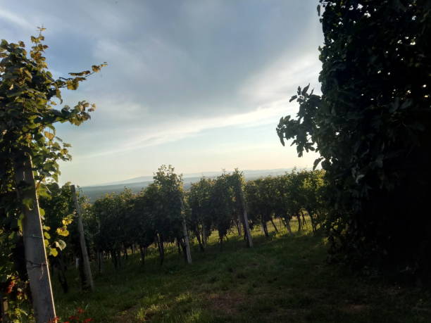 istock vineyard with vines with green leaves in summer 1317976689