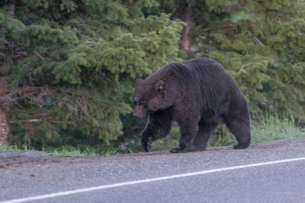 istock Grizzly or Black bear (?) using a high bridge to cross fast flowing river 1317977488