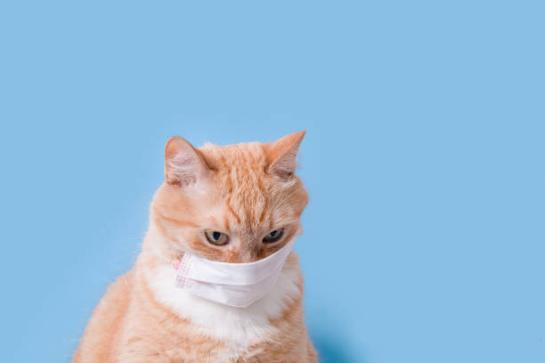 istock cute scared ginger cat in white children's medical protective mask on a blue background copy space, protection against viruses and bacteria concept, veterinary medicine and treatment of pets 1317977875