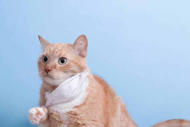istock cute scared ginger cat in white children's medical protective mask on a blue background copy space, protection against viruses and bacteria concept, veterinary medicine and treatment of pets 1317977877