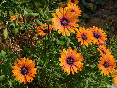 Dimorphotheca, or Osteospermum ecklonis orange daisy flowers