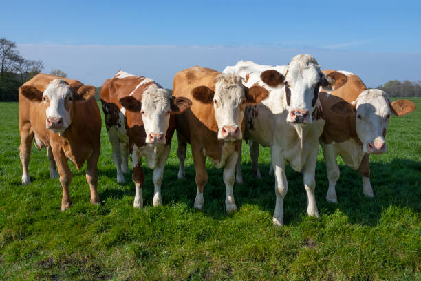 istock Group of curious young brown spotted cows in the meadow 1317979267