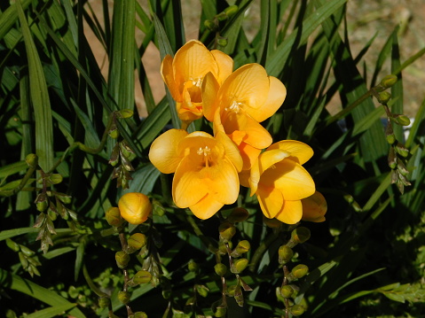 Common freesia, yellow flowers, in Glyfada, Greece