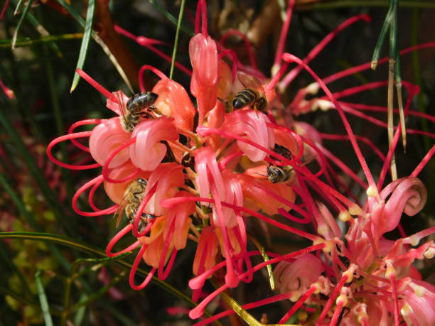 Bees on grevellea Bees on Grevillea juniperina pink flowers, in the spring grevillea juniperina stock pictures, royalty-free photos & images