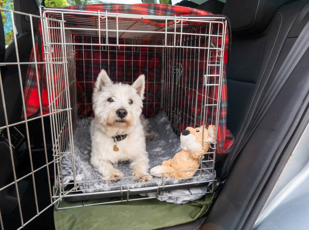 Cute dog waiting to set off for a car journey A West Highland White Terrier, family pet lying down in her open crate, preparing for travel in a car. She is happily waiting to set off, not wanting to miss out on an outing. Her pet collar has a heart shaped tag on it. The much loved dog is lying down on a grey and white fleece blanket, with one of her favourite toys beside her. The wire crate provides her with a safe space during the journey. It is covered with a red tartan blanket, so she feels secure and cosy. transportation cage stock pictures, royalty-free photos & images
