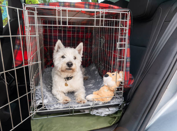 cachorro bonito esperando para partir para uma viagem de carro - caixa para transporte de animal de estimação - fotografias e filmes do acervo