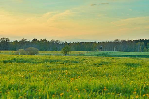 istock Green meadow with yellow dandelion 1317981554