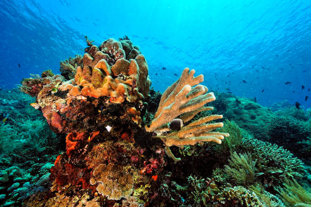 istock A beautiful picture of an healty coral reef 1317981663