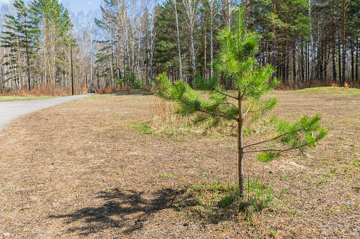 Pine sapling grow in a forest glade in summer. Young pine trees grow in the forest.