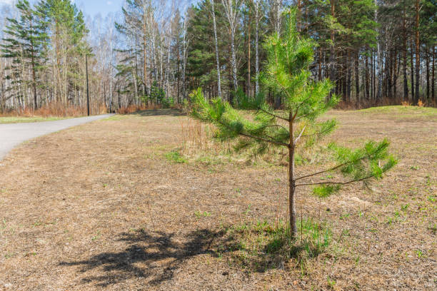 pine sapling grow in a forest glade in summer. young pine trees grow in the forest - silviculture imagens e fotografias de stock