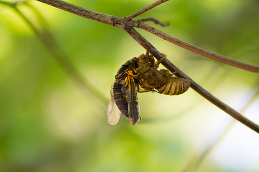 Macro closeup of a cicada, white background