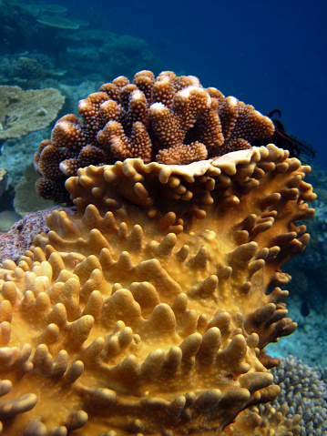 Lobophytum sp. - Soft coral -  Leather coral in Maldives