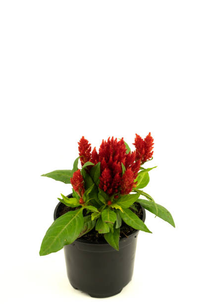 istock celosia argentea with red flower in pot with white background, top view 1317983176