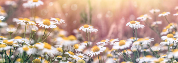 istock Selective and soft focus on chamomile, flowering wild chamomile in meadow 1317984015