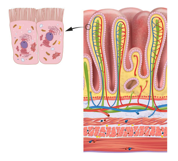 warstwy ściany żołądka i gruczoły żołądkowe szczegółowe anatomii - mucosa stock illustrations