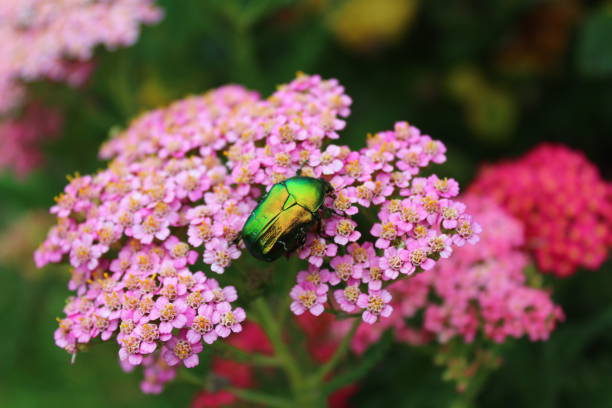 Rose chafer (Cetonia aurata) beetle on a wild rose flower. Close up.