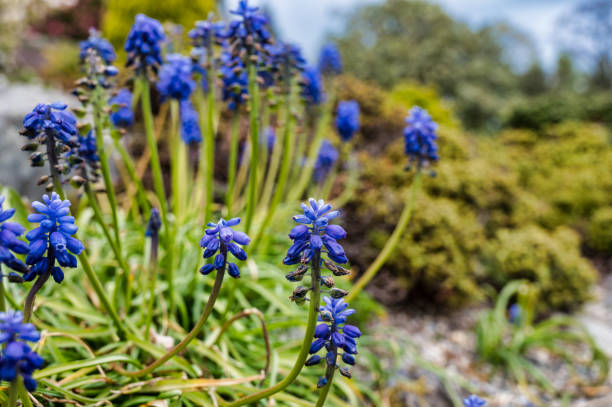 Grape Hyacinth Muscari is a genus of perennial bulbous plants native to Eurasia muscari latifolium stock pictures, royalty-free photos & images