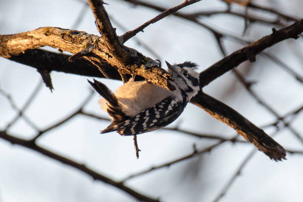 istock Downy Woodpecker 1317985389