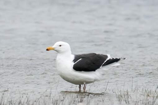 A Great Black backed Gull looking around in Outer Banks,NC, USA.