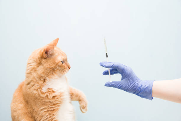 istock cute red-haired cat on a blue background is waiting for an injection, a hand in a blue rubber disposable glove holds a syringe with a vaccine or medicine, copy space 1317985765
