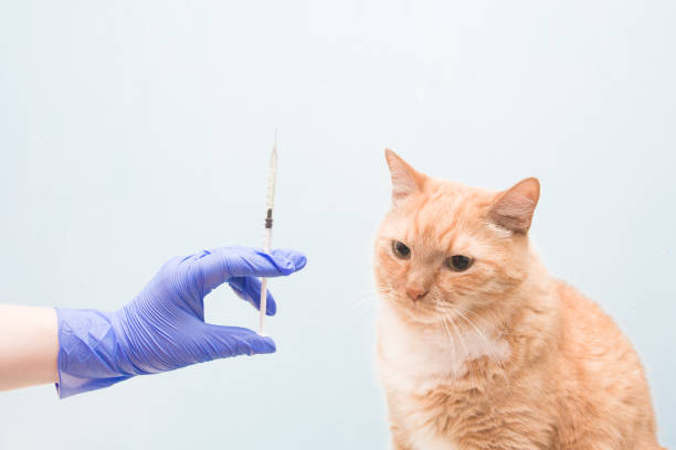 istock cute red-haired cat on a blue background is waiting for an injection, a hand in a blue rubber disposable glove holds a syringe with a vaccine or medicine, copy space 1317985766