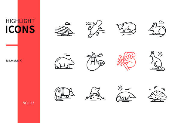 Different mammals - modern line design style icons set Different mammals - modern line design style icons set. Various animals concept. Black and white images of a echidna, opossum, bandicoot, wombat, koala, kangaroo, sloth, anteater, armadillo, mole duck billed platypus stock illustrations