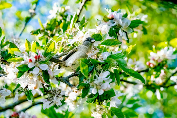 istock House Sparrow on a branch 1317986920