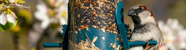 istock House Sparrow on a bird feeder 1317986959