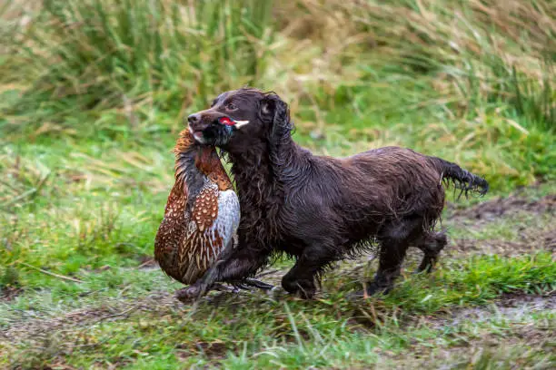 Photo of A gun dog retrieves a pheasant