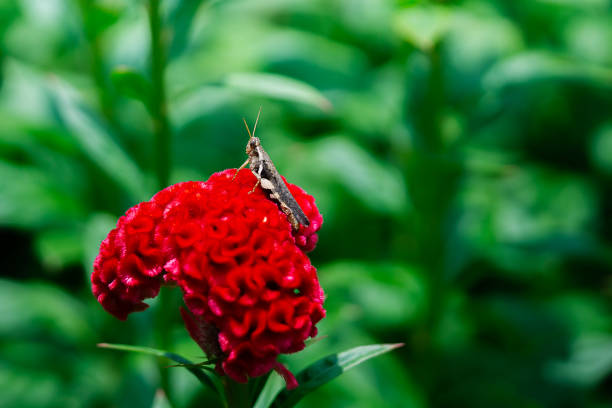 Close up picture of brown locust sit on red celosia argentea flower in garden with green blurred background
