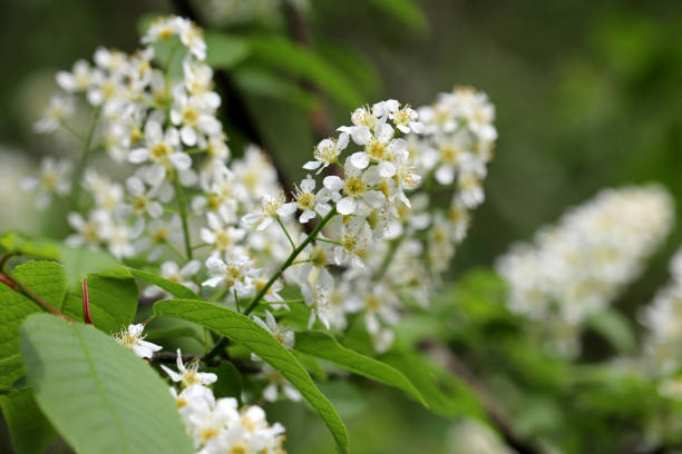 istock Bird cherry in spring, allergic plant 1317988699