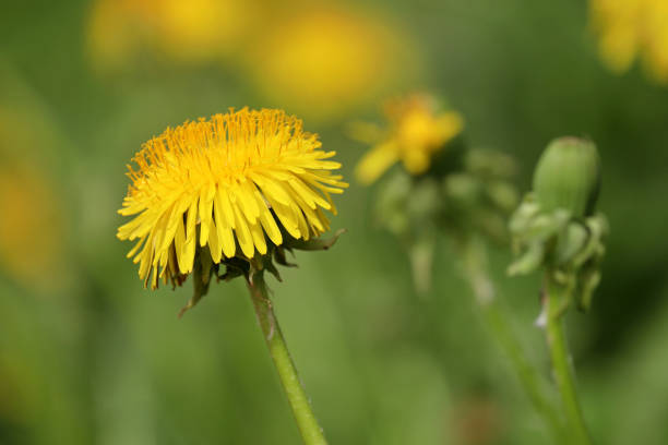 istock Blooming dandelion flowers in green grass 1317989731