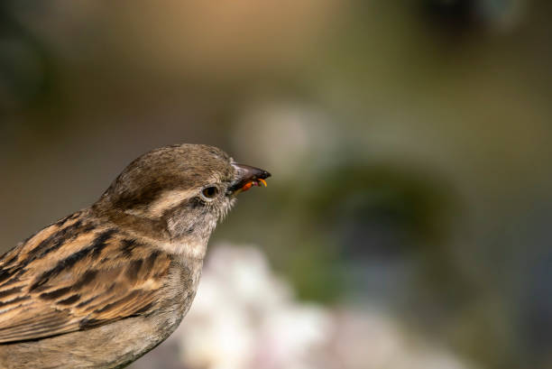istock House Sparrow on a branch 1317989970